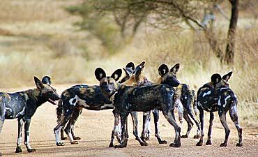 3 DAYS - SAMBURU SAFARI FROM NAIROBI