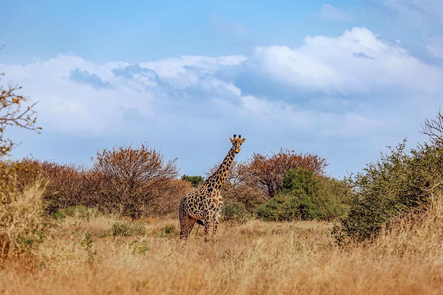 Amboseli Giraffe