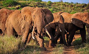 AMBOSELI SAFARI PRICES