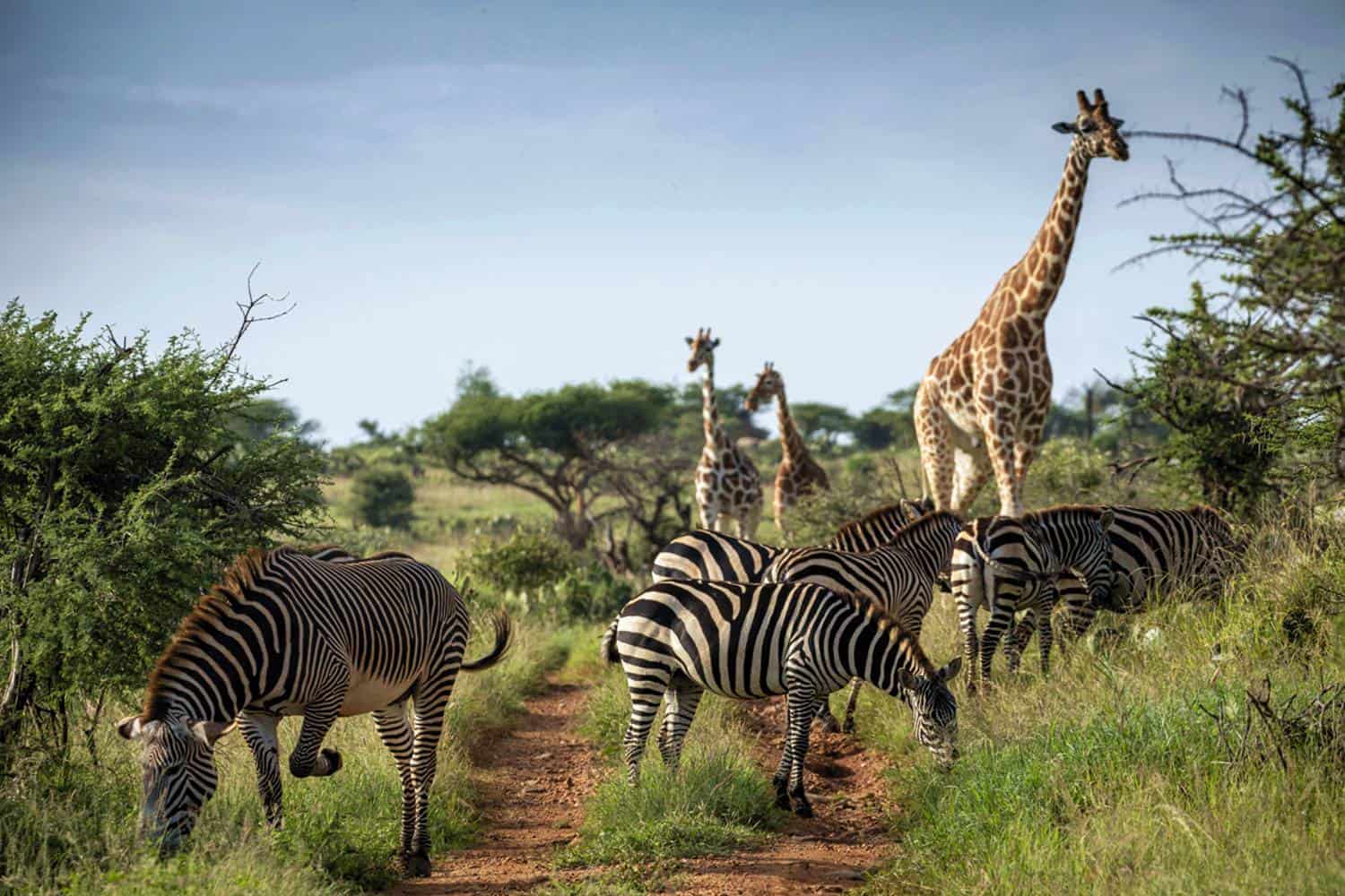 Elewana Loisaba Star Beds Safari Loisaba - Laikipia Tour