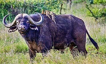 CENTRAL LAIKIPIA ACCOMMODATIONS