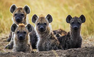 GUIDE ON MERU PARK