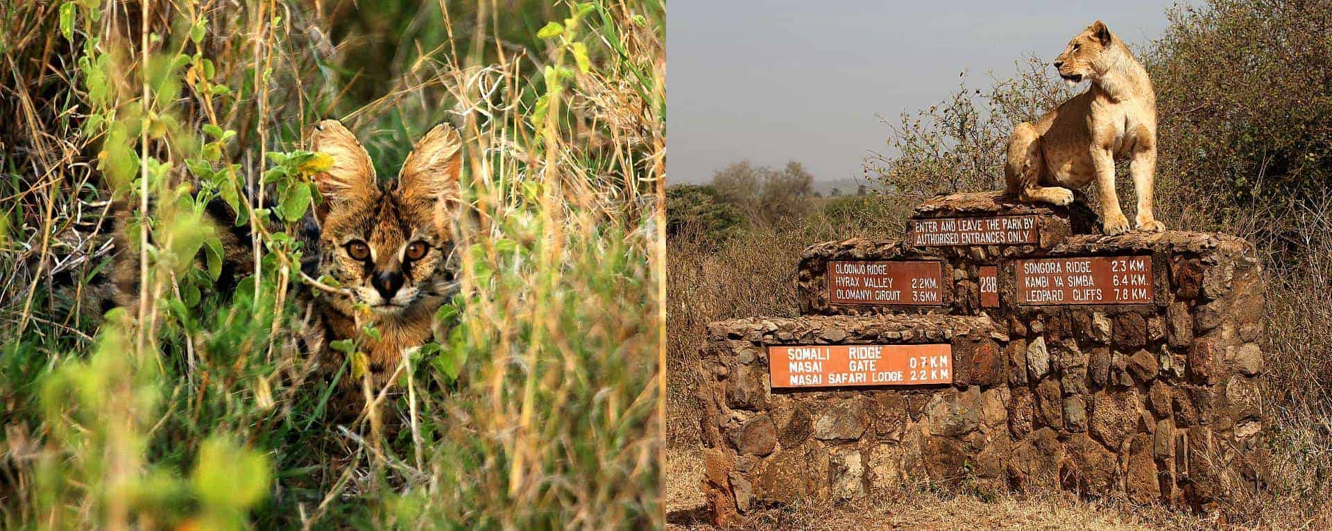 nairobi national park safari prices