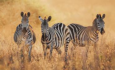 GUIDE ON NAIROBI NATIONAL PARK