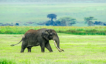 ENTAMANU NGORONGORO - NGORONGORO SAFARI