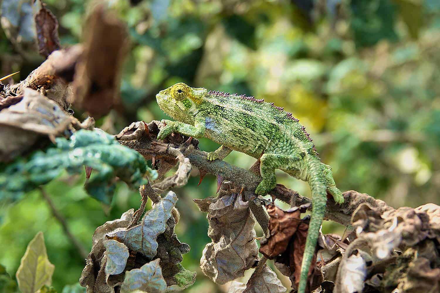 Tour The Entebbe Botanic Gardens