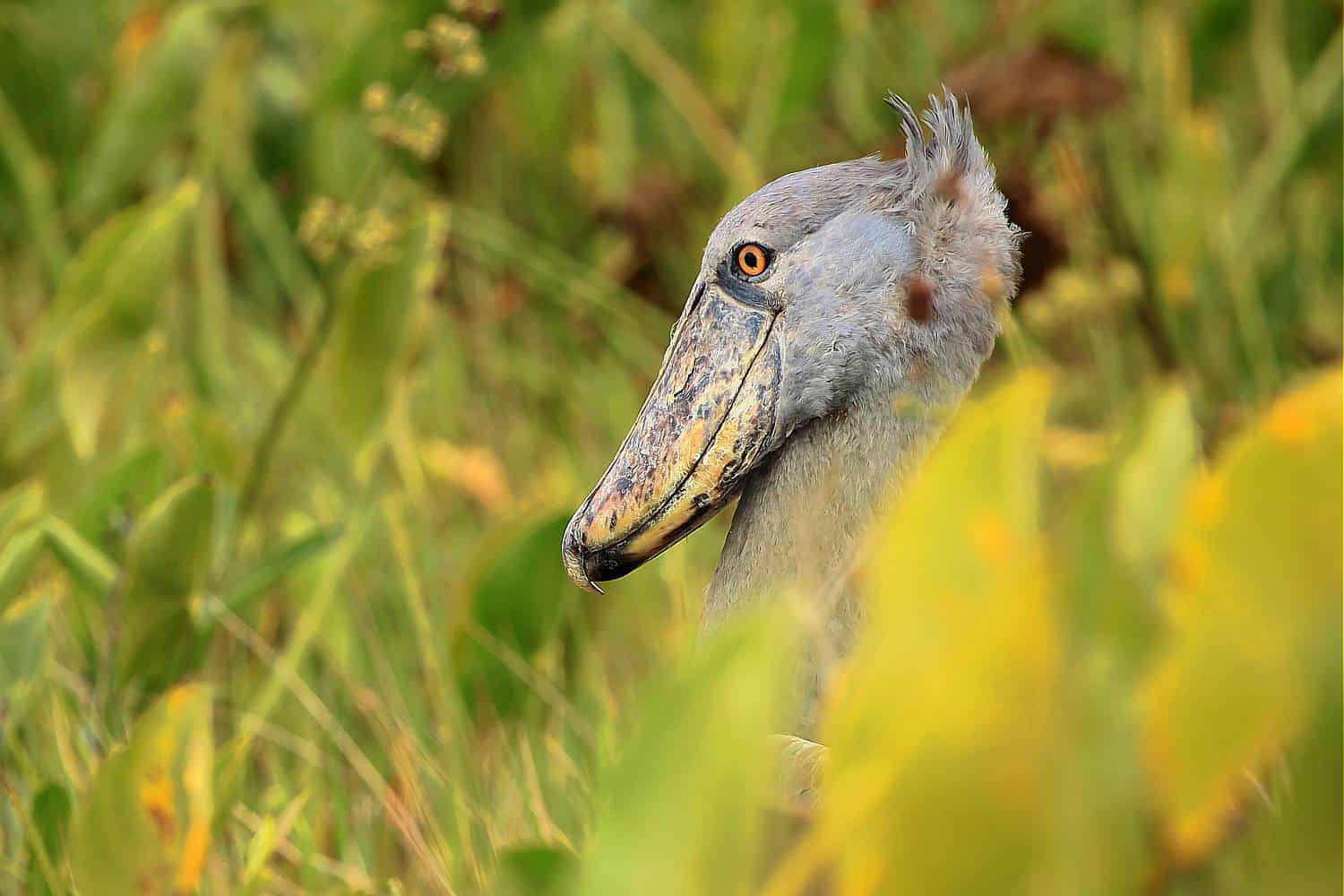 Bird Canoeing On Mabamba Swamp Close to Kampala & Entebbe