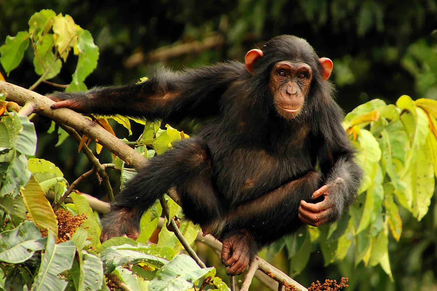 Visit The Chimpanzee Sanctuary At Ngamba Island