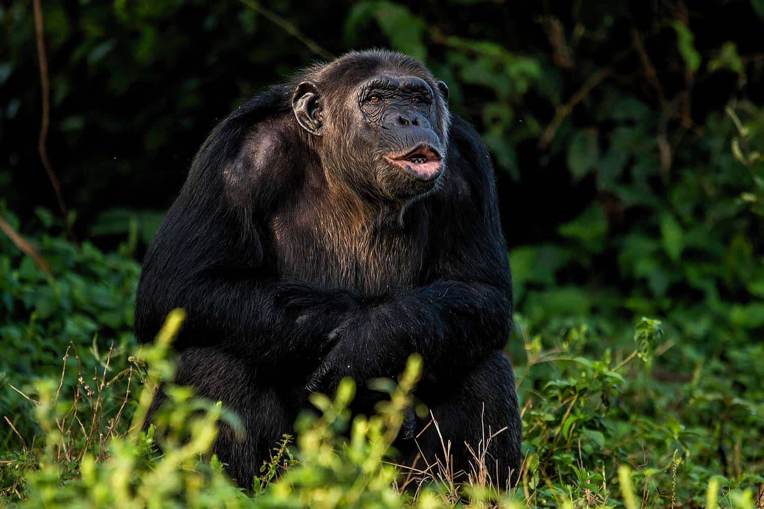 Ngamba Island Chimpanzee Sanctuary