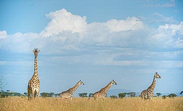 8 DAYS - BEST OF TANZANIA PARKS & PRIVATE CONSERVANCY ULTRA-LUXURY SAFARI