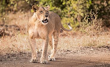 FINCH HATTONS CAMP - TSAVO WEST SAFARI FROM NAIROBI