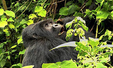 VALUE TIER 3 - RWANDA GORILLAS, LAKE & CHIMPANZEE SAFARI