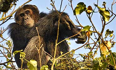 SAFARI & TOUR IN GISHWATI-MUKURA PARK