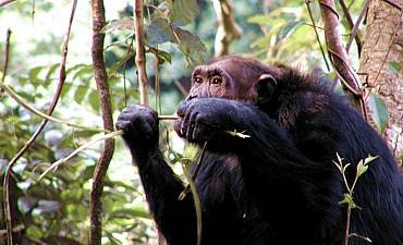 GOMBE STREAM NATIONAL PARK