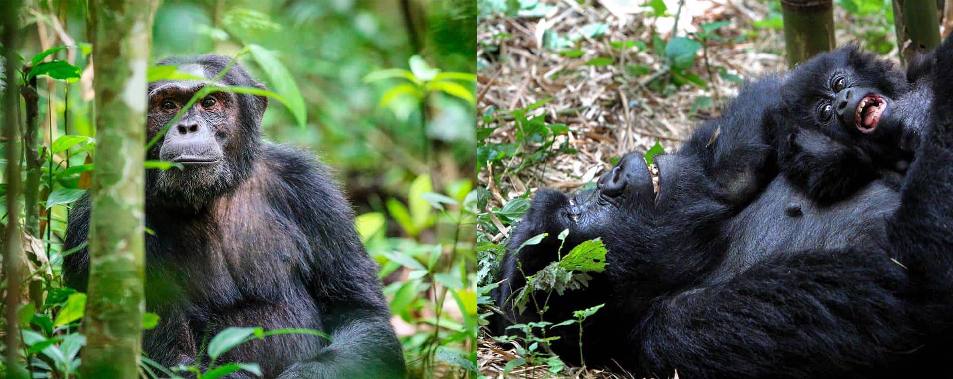 Gorilla, Chimpanzee & Primate Safaris Trip Planning Guide For Uganda