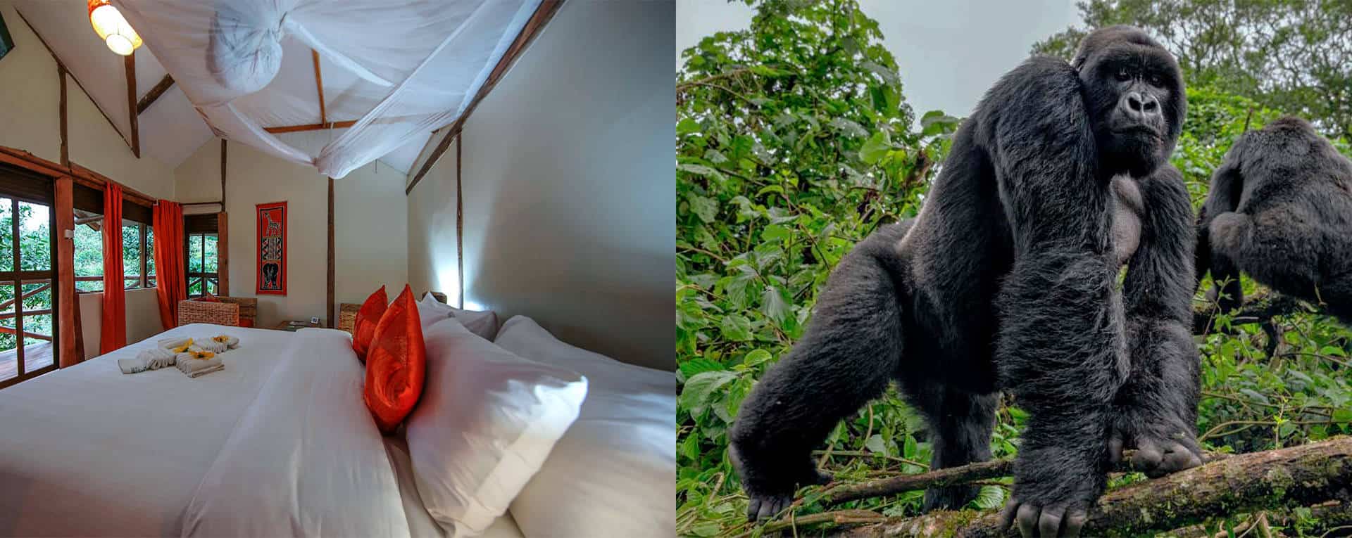 Gorilla Safari Lodge Bwindi