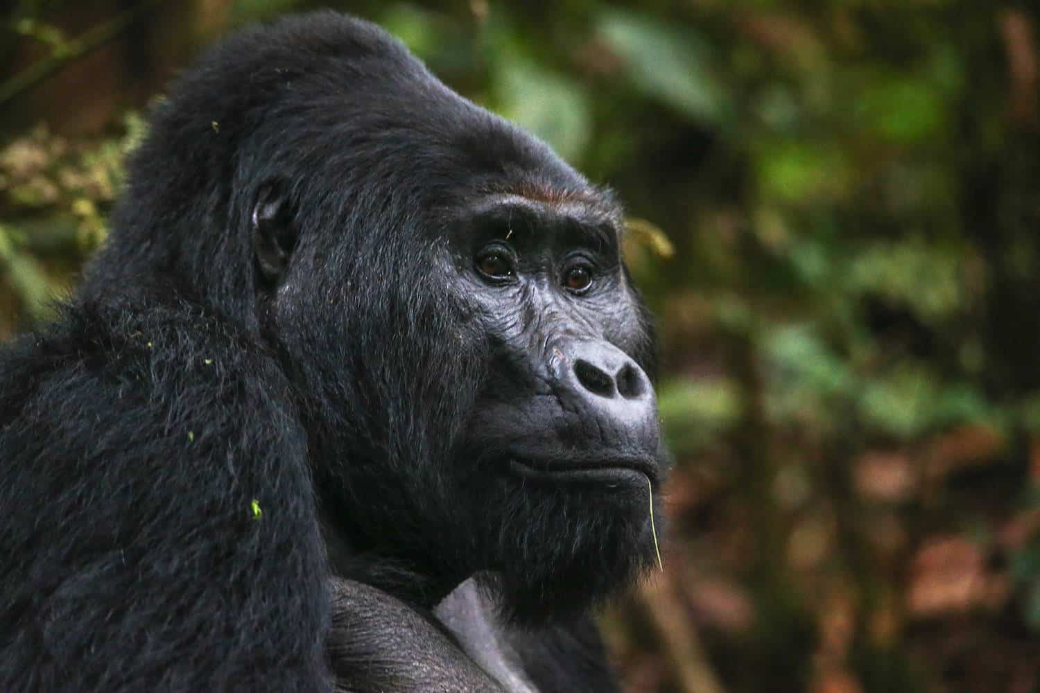 Gorilla Families In The Rushaga Sector - Bwindi