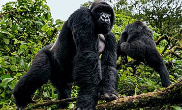 UGANDA GORILLA TREK & CHIMPANZEE SAFARIS