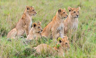 PREMIER TIER 1 - GOVERNORS KENYA LAND OF CONTRASTS SAFARI (10 DAYS)