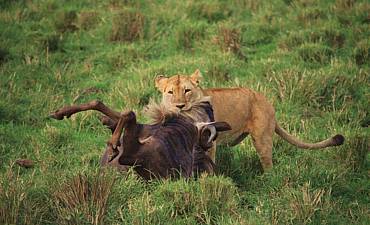 PREMIER TIER 1 - KENYA & TANZANIA WILDEBEEST MIGRATION SAFARI - 10 DAYS