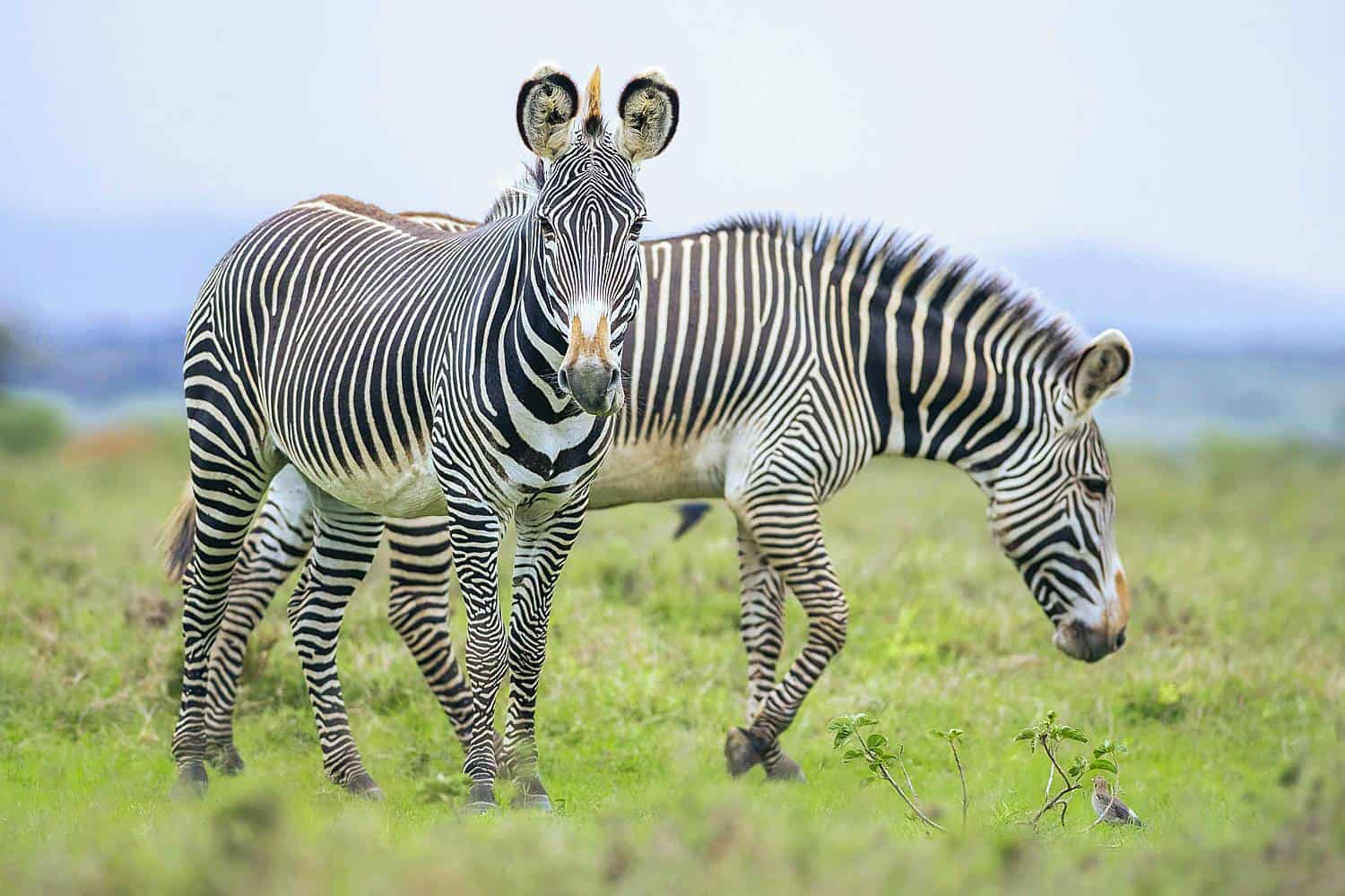 Governors Mugie House Safari Mugie - Laikipia Tour