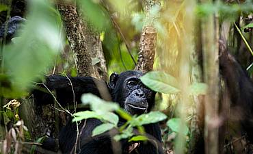 PREMIER TIER 1 - MAHALE CHIMPANZEE SAFARI FROM SERENGETI OR ARUSHA