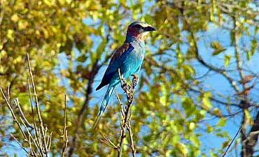 ikwetasafaricampsmall3 BEST TIME TO VISIT MERU