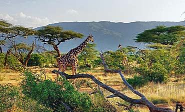 DELUXE TIER 2 - SHOWCASING KENYA & TANZANIA SAFARI - 13 DAYS