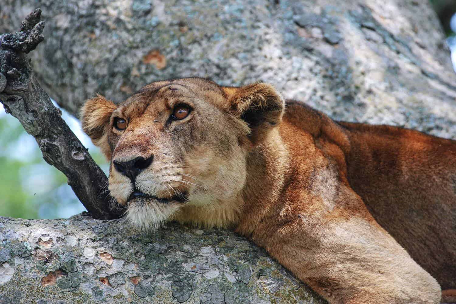 Ishasha Wilderness Camp Safari Queen Elizabeth Tour