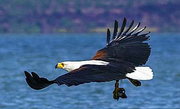 islandcampbaringosmall3 BEST TIME TO VISIT LAKE BARINGO