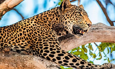 VALUE TIER 3 - NASIKIA TANZANIA MIGRATION FLYING SAFARI (10 DAYS)