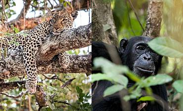 PREMIER TIER 1 - KATAVI WILDLIFE & MAHALE CHIMPANZEE SAFARI