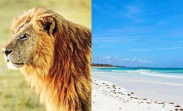 KENYA BUSH & BEACH SAFARIS