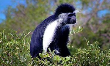 PRIMATE SAFARIS IN KENYA