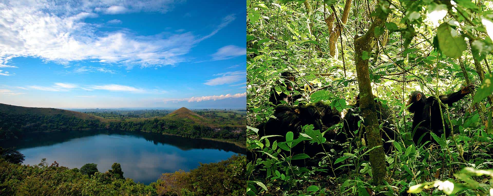 Best Time To Visit & Go To Kibale