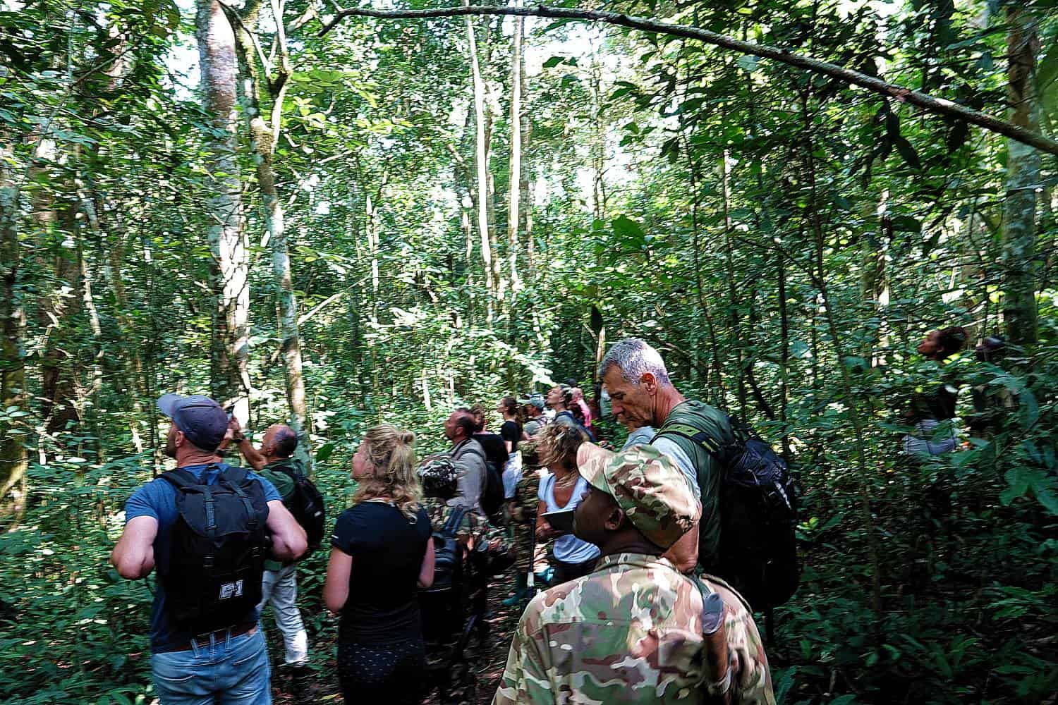 How Do You Get A Permit for Viewing The Chimpanzees In Uganda