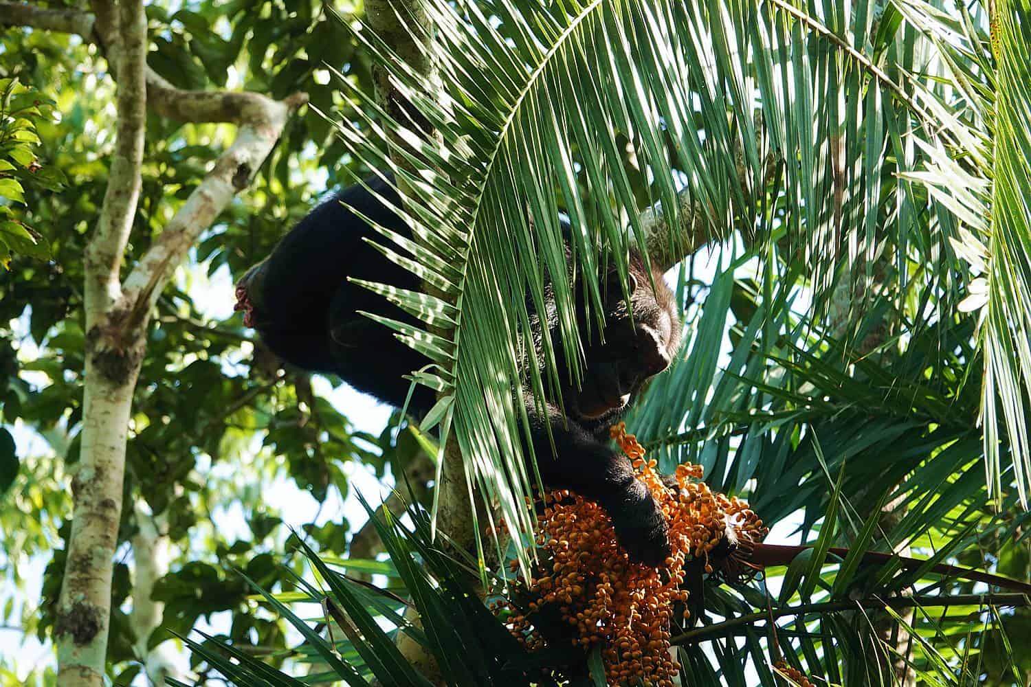 Kibale Chimpanzee Habituation Experience (CHEX) Safari