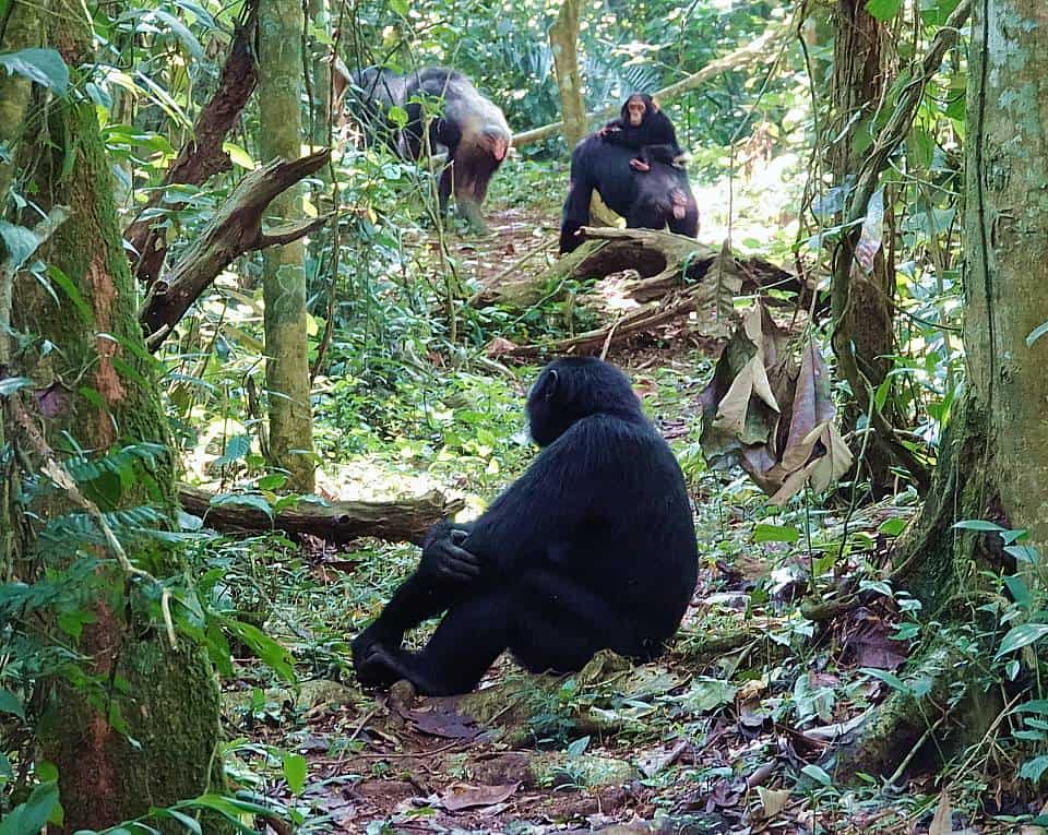 Chimpanzee Safari Regulations By The Park Authorities In Uganda