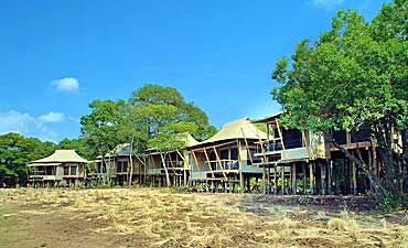 tembo camp tembo camp