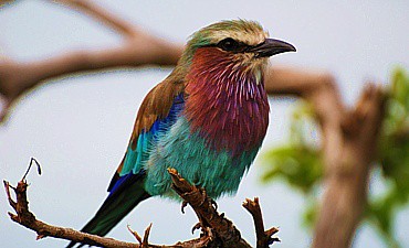 BIRDING SAFARIS IN TANZANIA