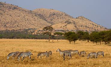 VALUE TIER 3 - CLASSIC NORTHERN TANZANIA SAFARI