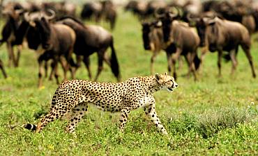 SAFARI PRICES & ITINERARIES