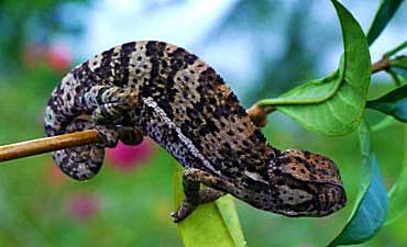 kutazamalodgesmall3 BEST TIME TO VISIT SHIMBA HILLS