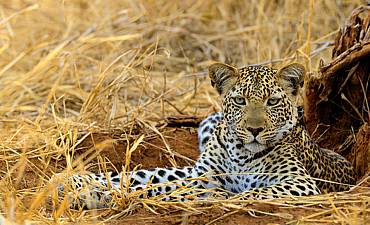 WILDLIFE SAFARIS IN TANZANIA