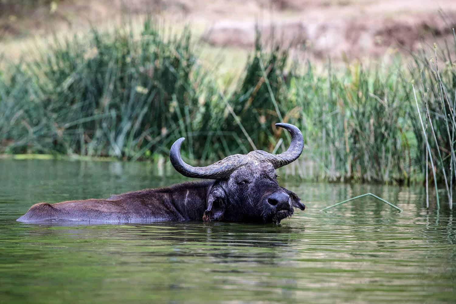 Best Time, Seasons & Months To Go On Safari In Queen Elizabeth