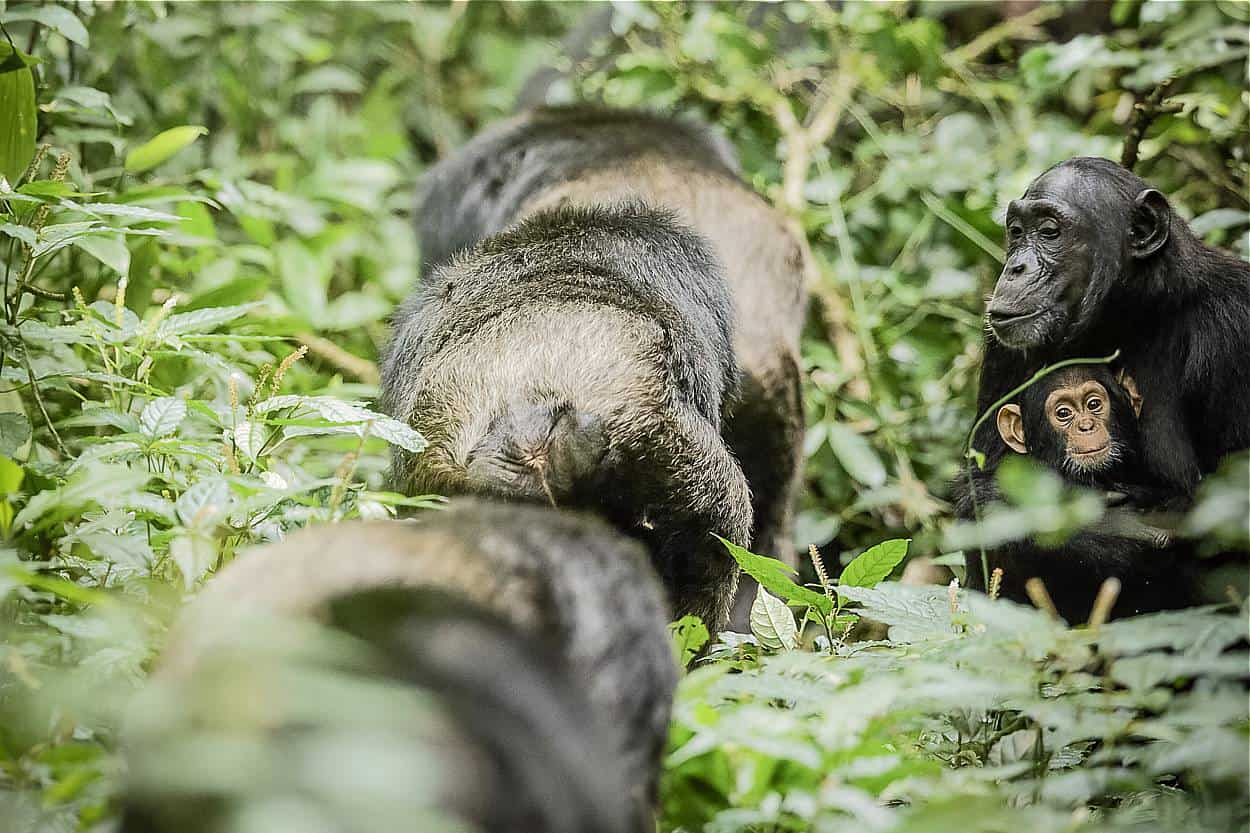 Tracking Down Chimpanzees Of Kyambura Gorge In Queen Elizabeth