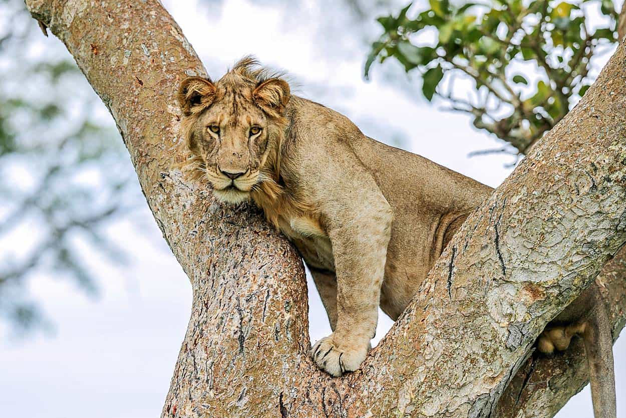 Lion-viewing In The Ishasha Sector