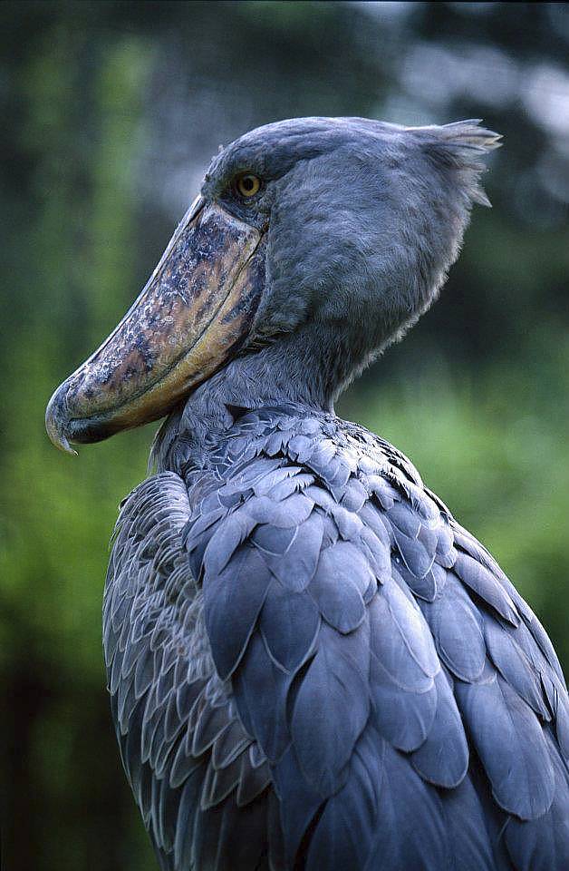 The Shoebill Swamp At Lake George