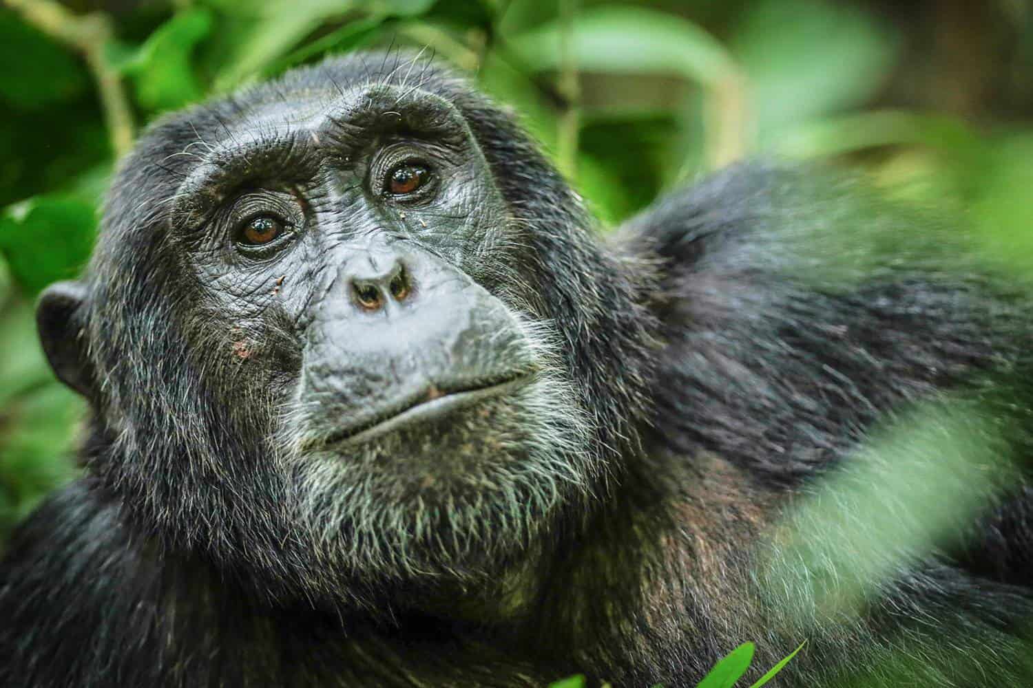 How To Plan The Best 2024-2025 Chimpanzee Safari Treks For Uganda