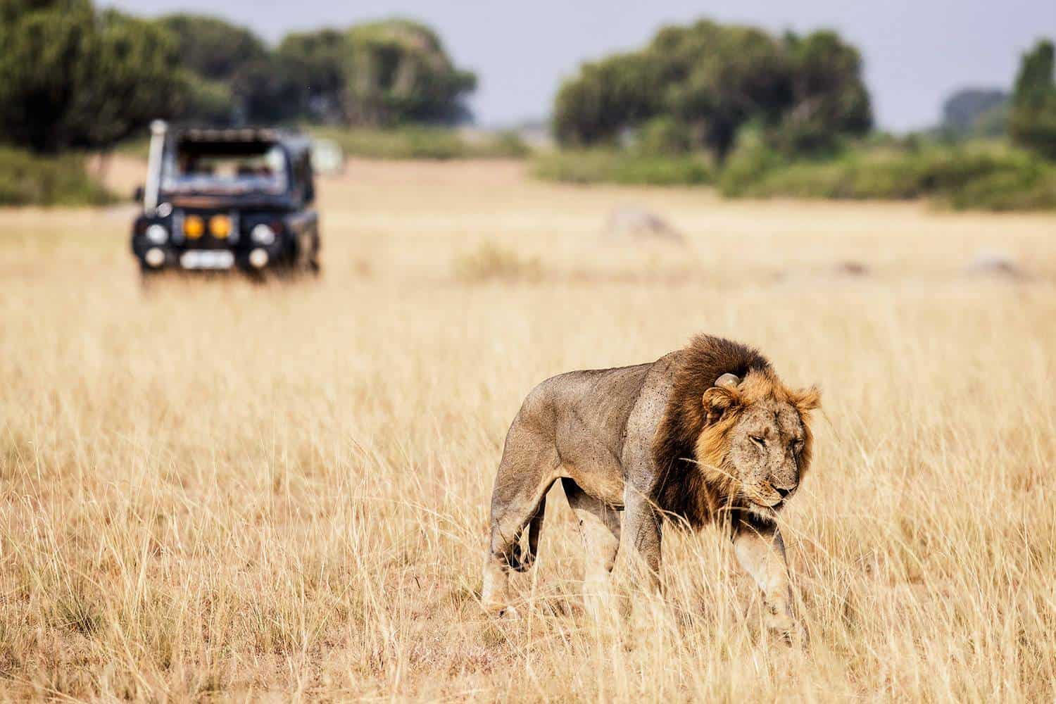 What To Expect From A Uganda Wildlife Safari On Your Honeymoon Vacation